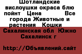 Шотландские вислоушки окраса блю пойнт › Цена ­ 4 000 - Все города Животные и растения » Кошки   . Сахалинская обл.,Южно-Сахалинск г.